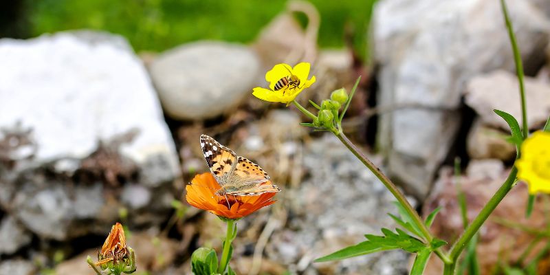 pollinator-friendly lawn practices