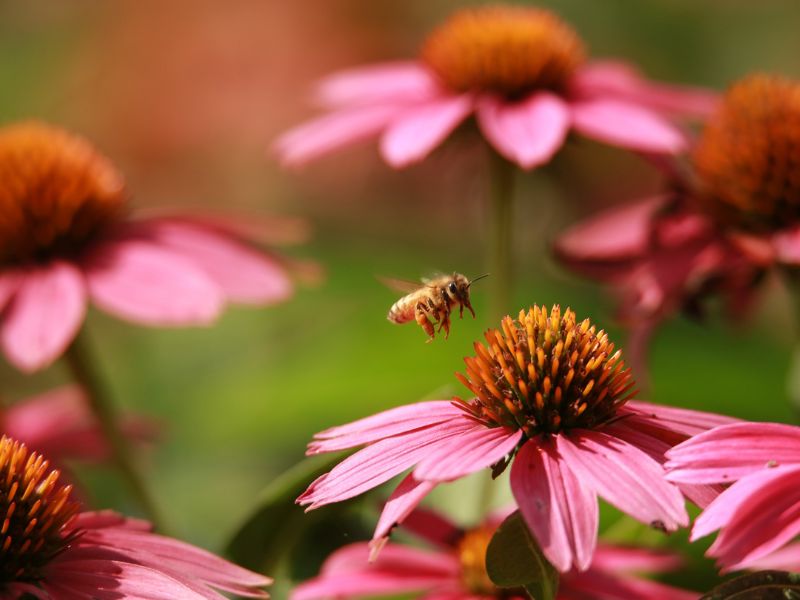 pollinator on flower spyker